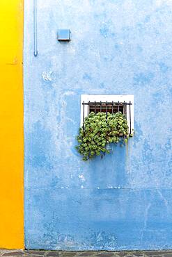 Blue wall with window and plants, colorful house wall, colorful facade, Burano Island, Venice, Veneto, Italy, Europe