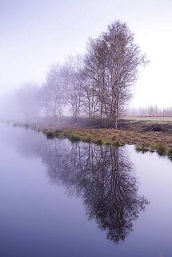 Leafless birches on the bank in the moor at morning fog, Goldenstedter Moor, Oldenburger Muensterland, Lower Saxony, Germany, Europe