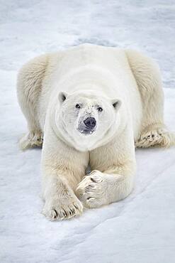 Polar bear (Ursus maritimus) resting on pack ice, Arctic, Spitsbergen, Svalbard