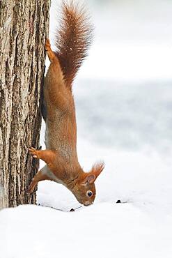 Eurasian red squirrel (Sciurus vulgaris) in the snow, Bavaria, Germany, Europe