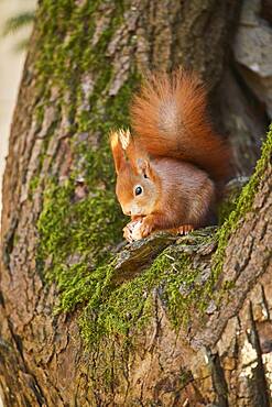 Eurasian red squirrel (Sciurus vulgaris), Bavaria, Germany, Europe