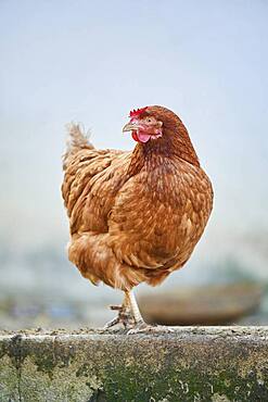 Chicken (Gallus gallus domesticus) hen, Bavaria, Germany, Europe