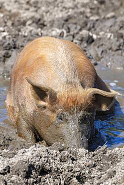 Duroc pig, old domestic breed from the USA, Eggen-Hof, Vomp, Tyrol, Austria, Europe