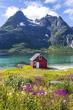 Red fishing hut on the shore, Rorbuer hut, Fjord Raftsund and mountains, Vesteralen, Norway, Europe