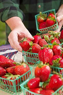 Farmer gathering fresh red strawberries in baskets