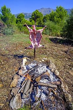 Whole lamb asado, barbecuing on iron cross spit next to open fire in Altea La Vella, Alicante, Spain, Europe