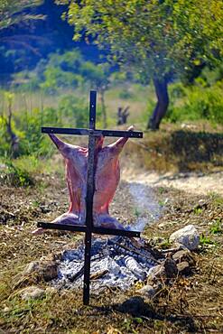 Whole lamb asado, barbecuing on iron cross spit next to open fire in Altea La Vella, Alicante, Spain, Europe