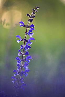 Meadow Clary (Salvia pratensis), May, Oberhausen, Ruhr area, North Rhine-Westphalia, Germany, Europe