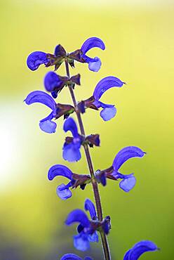 Meadow Clary (Salvia pratensis), May, Oberhausen, Ruhr area, North Rhine-Westphalia, Germany, Europe