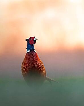 Pheasant (Phasianus colchicus), male standing in the meadow, sunrise, Blankenfelde, Germany, Europe