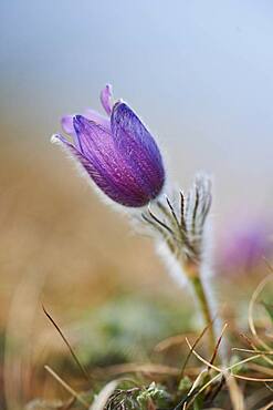 Pasque flower (Pulsatilla vulgaris), Bavaria, Germany, Europe