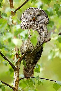 Great grey owl (Strix nebulosa), sitting in a tree, captive, France, Europe