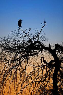 A grey heron (Ardea cinerea) sitting on a tree at sunrise, North Rhine-Westphalia, Germany, Europe