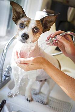 Cute jack russell terrier getting a bath in the kitchen sink