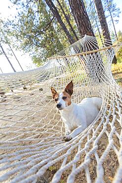 Jack russell terrier relaxing in a hammock among the pine trees