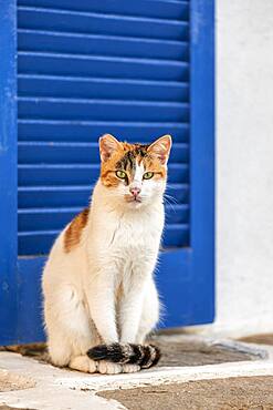 Cat with green eyes in front of blue window, Paros, Cyclades, Aegean Sea, Greece, Europe