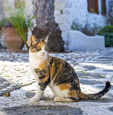 Tabby cat, Paros, Cyclades, Aegean Sea, Greece, Europe