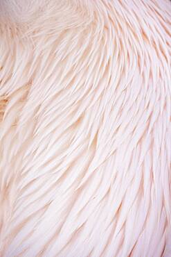 Fender of a pelican, close-up