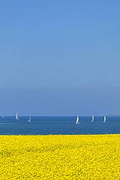 Rape field near Luetjenbrode, sailing boats, Grossenbrode, Schleswig-Holstein, Germany, Europe