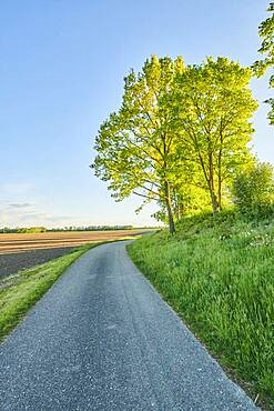 Wanderweg im Fruehling bei Kiefenholz, Vorderer Bayerischer Wald, Oberpfalz, Bayern, Deutschland