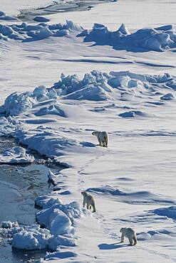 Mother Polar bear (Ursus maritimus) with their cubs in the high arctic near the North Pole