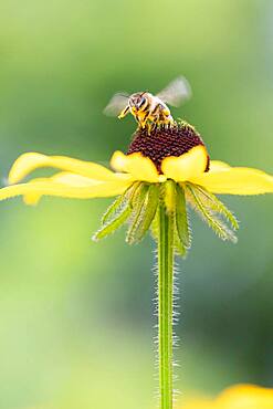 Honey bee (Apis mellifera) on yellow (Echinacea paradoxa) coneflower, Altona, Hamburg, Germany, Europe