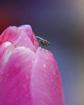 Fly (Brachycera) on tulip (Tulipa), Altona, Hamburg, Germany, Europe