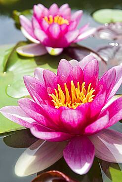 Pink Water lily (Nymphaea), Baden-Wuerttemberg, Germany, Europe