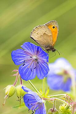 Meadow Brown (Maniola jurtina) on Meadow cranesbill (Geranium) (Geranium pratense) Hesse, Germany, Europe