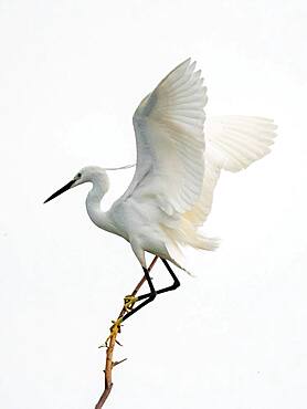 Little egret (Egretta garzetta) landing on branch, Lake Kerkini, Macedonia, Greece, Europe