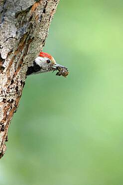 Middle spotted woodpecker (Dendrocopos medius), looking out of breeding cavity, North Rhine-Westphalia, Germany, Europe