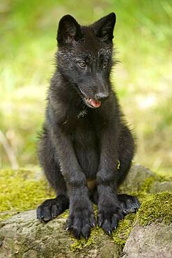 Timberwolf, American wolf Mackenzie Valley Wolf (Canis lupus occidentalis) pup sitting in a meadow, Captive, France, Europe