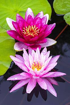 Pink Water lilies (Nymphaea), Baden-Wuerttemberg, Germany, Europe