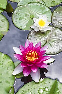 Pink Water lily (Nymphaea), Baden-Wuerttemberg, Germany, Europe