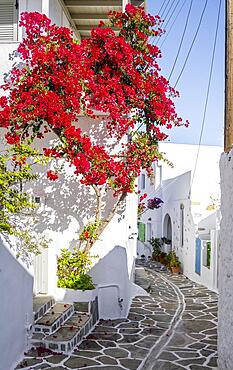 White-blue houses with flowering bougainvillea (bougainvillea), old town of Lefkes, Paros, Cyclades, Greece, Europe