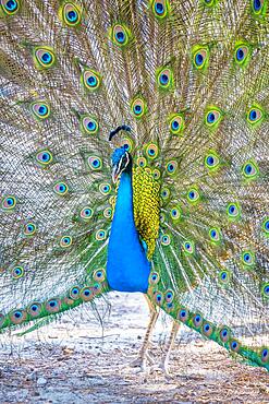 Indian peafowl (Pavo cristatus) beats wheel, Blue peacock Plaka Forest, Kos, Dodecanese, Greece, Europe