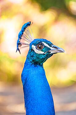 Portrait, Indian peafowl (Pavo cristatus), Blue peacock forest Plaka Forest, Kos, Dodecanese, Greece, Europe