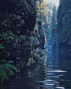 Ladder in Kamnitzklamm, also known as Edmundsklamm, is a rocky gorge between Hrensko Herrnskretsche, Mezna and Srbska Kamenice in Bohemia, in the Czech Republic. The Kamnitz River flows through it, Switzerland, Europe