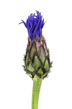 Perennial cornflower (Cyanus montanus), bud, Germany, Europe