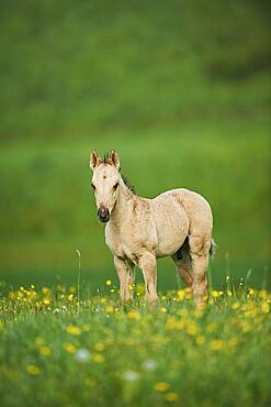 American Quarter Horse foal on a meadow, Bavaria, Germany, Europe