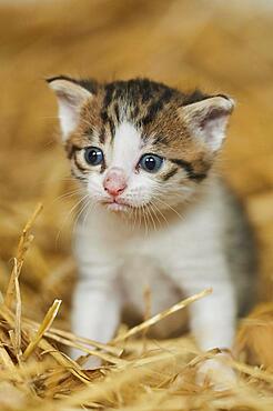 Domestic cat (Felis catus) kitten in the straw, Bavaria, Germany, Europe