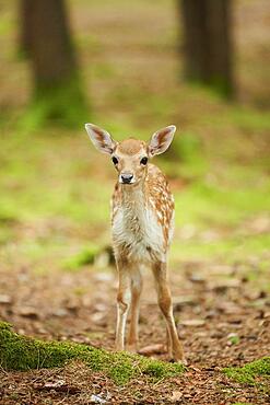 European fallow deer (Dama dama) or common fallow deer youngster in a forest, Bavaria, Germany, Europe