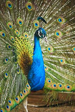 Indian peafowl (Pavo cristatus) spread one's tail (feathers), Bavaria, Germany, Europe