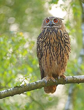 Calling Eurasian eagle-owl (Bubo bubo) in a birch tree, Sauerland, Germany, Europe