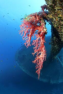 Large soft coral (Dedronepthya klunzingeri) on the mast of the Cedar Pride, shipwreck, wreck, Cedar Pride, Red Sea, Aqaba, Jordan, Asia