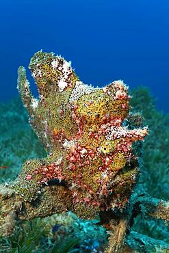 Painted frogfish (Antennarius pictus), Red Sea seagrass meadow, Aqaba, Kingdom of Jordan