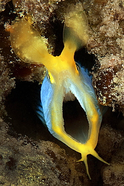 Ribbon eel (Rhinomuraena quaesita), Lake Andamen, Thailand, Asia