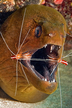 Close-up, head of a giant moray (Gymnothorax javanicus) opens mouth for two white-banded cleaner shrimps (Lysmata amboinensis), Pacific Ocean, Palau, Oceania