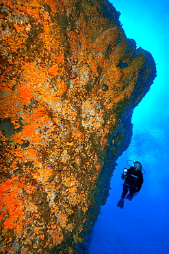 Diver looking at and illuminating Yellow cluster anemones (Parazoanthus axinellae) on rock overhang, Mediterranean Sea, Portofino Marine Reserve, Portofino, Liguria, Italy, Europe