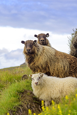 Sheep at Hjoerleifshoefdi (Viking grave), Myrdalur, Suourland, Iceland, Europe